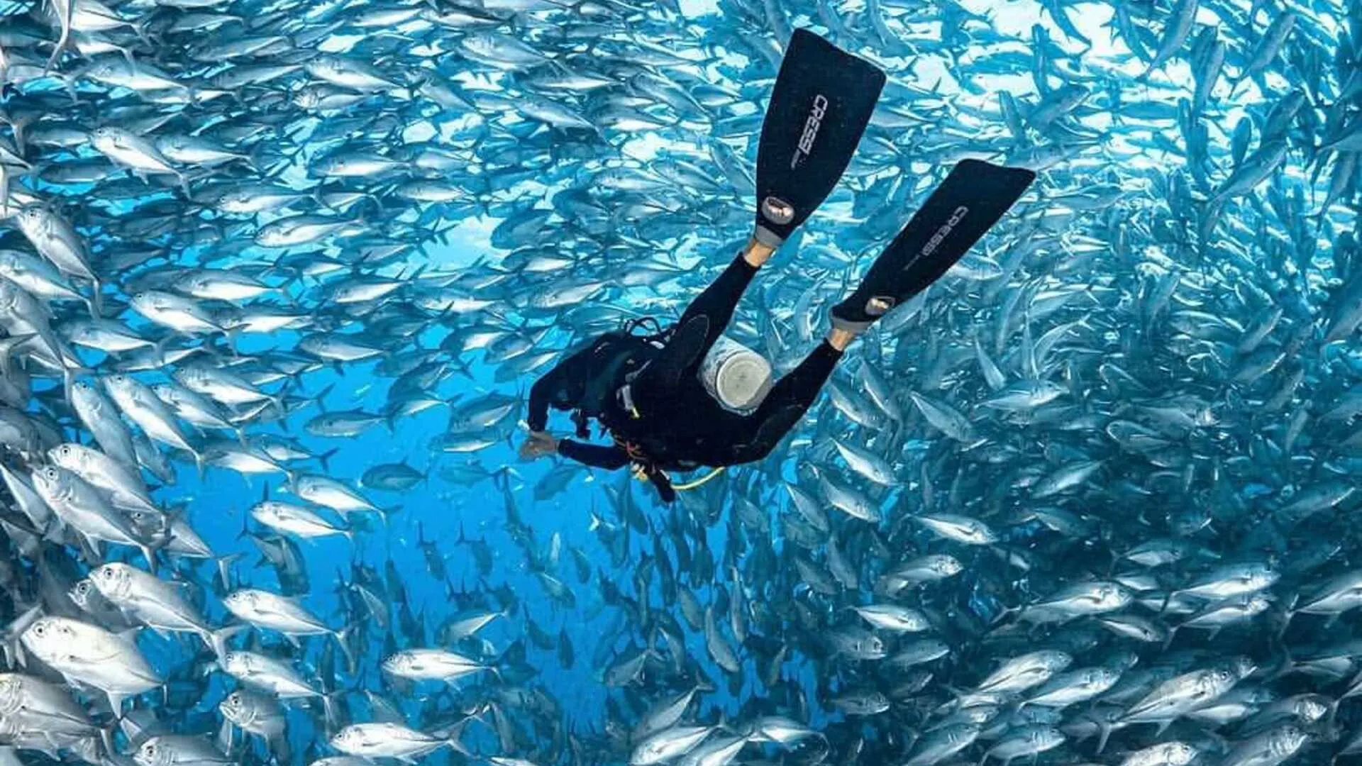 Buceo en Isla Catalina
