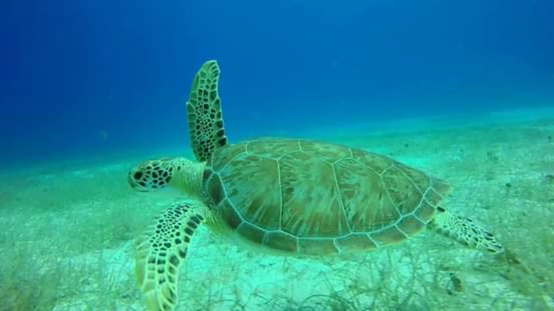 Buceo en Isla Catalina