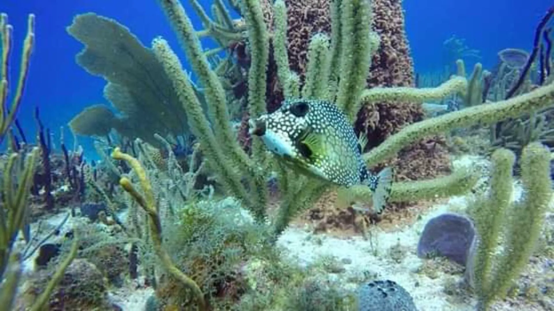 Buceo en Isla Catalina