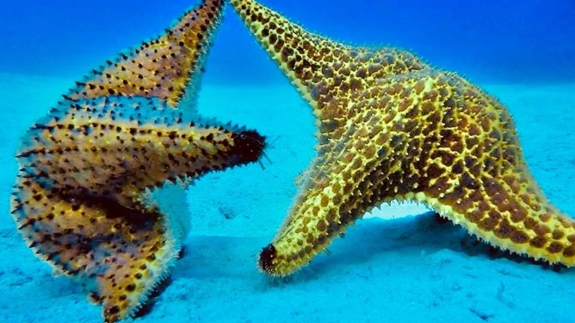 Buceo en Isla Catalina