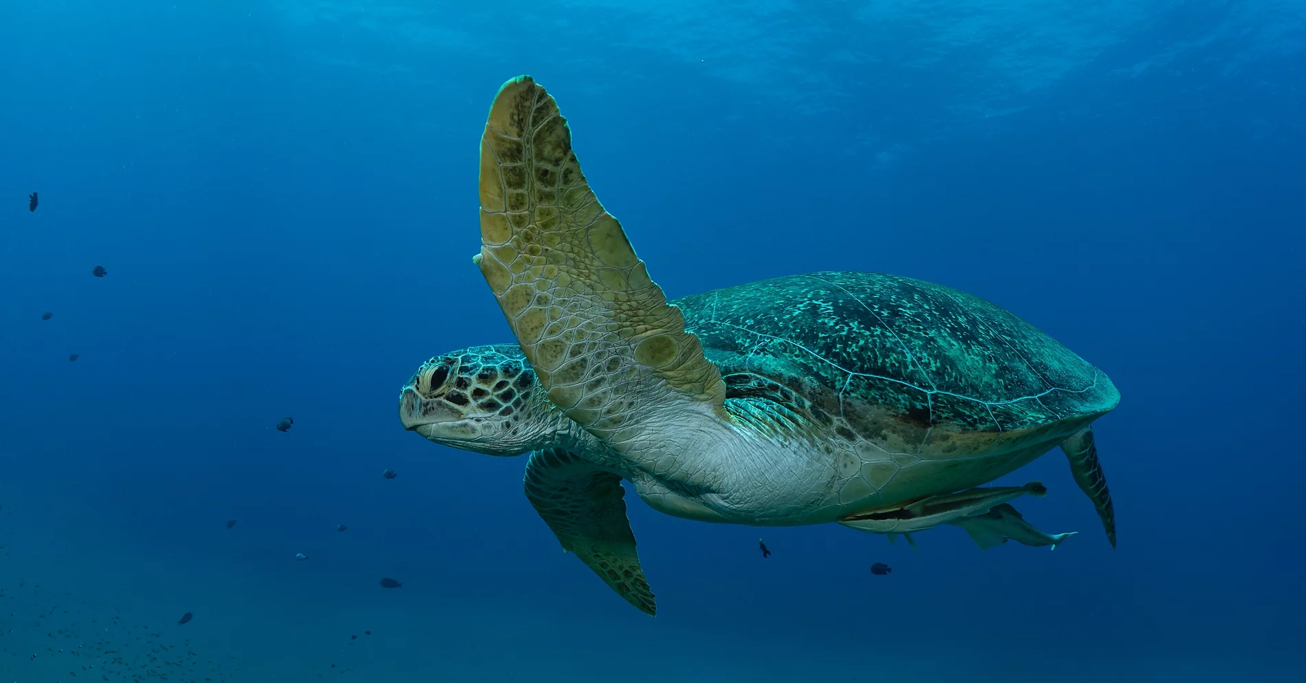 Buceo Local en Punta Cana