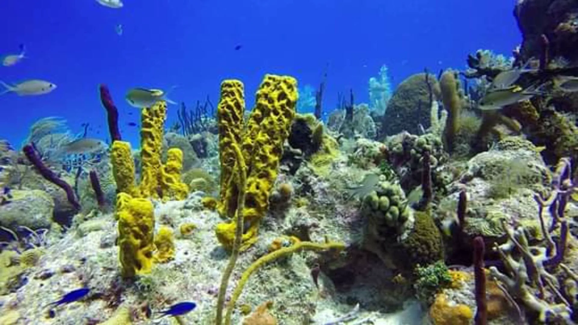 Buceo Local en Punta Cana