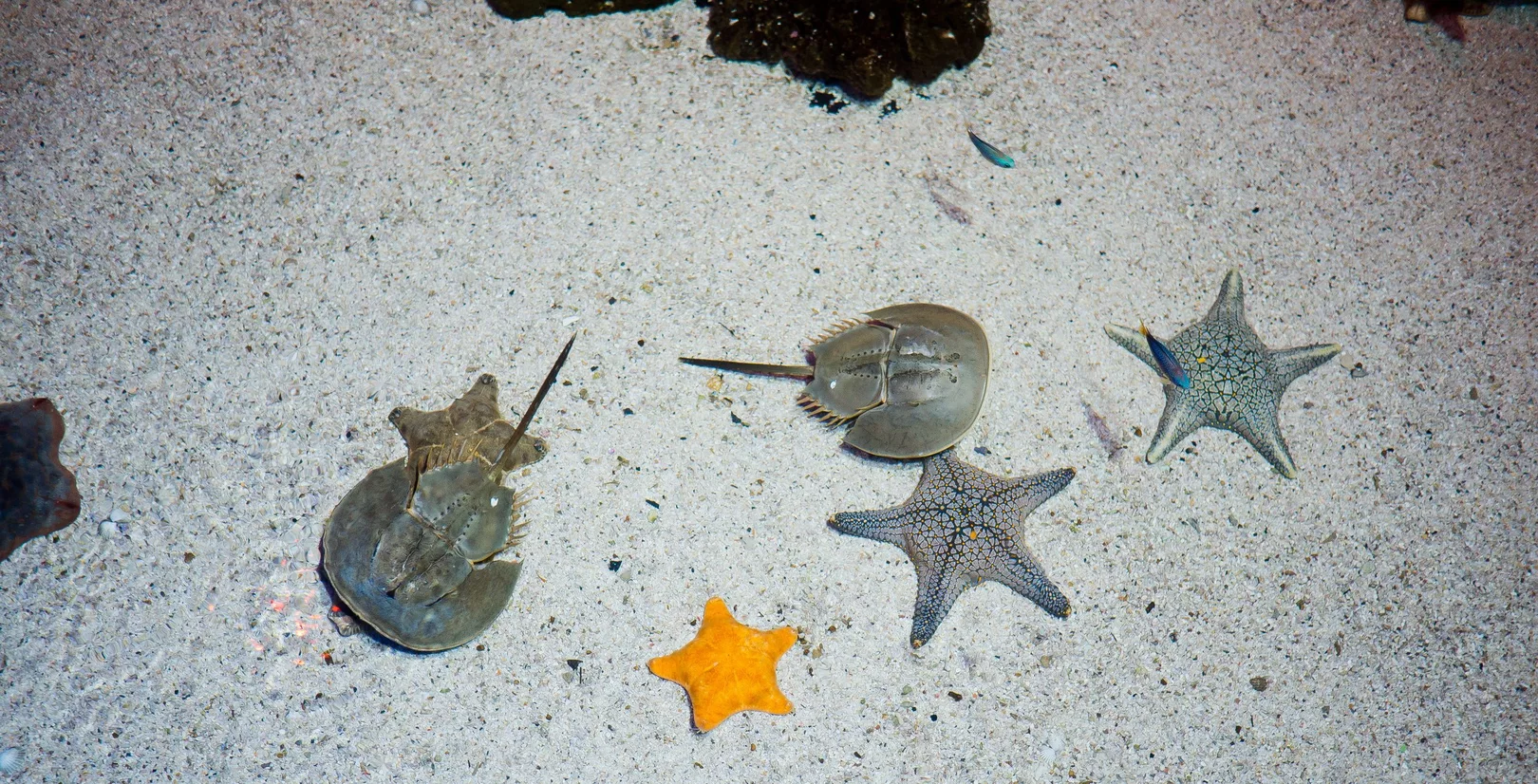 Buceo Local en Punta Cana