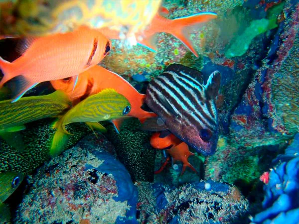 Buceo Local en Punta Cana