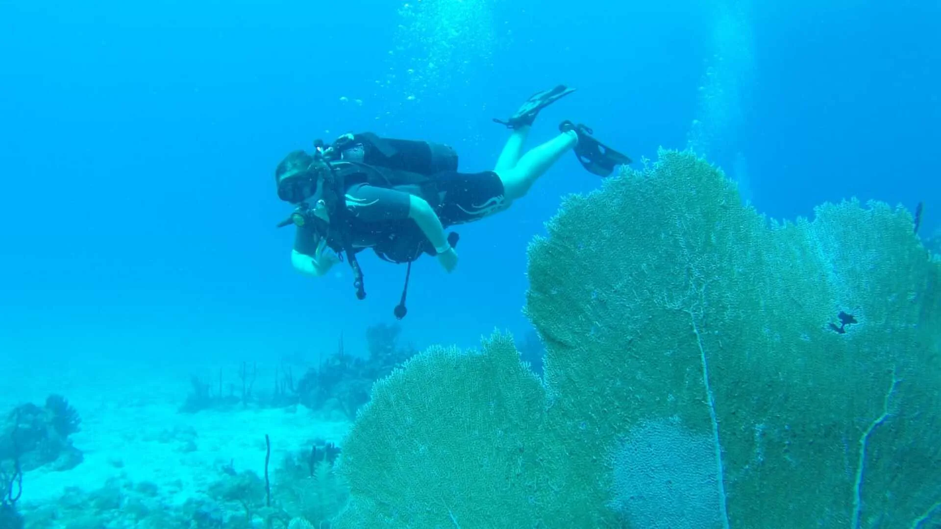 Buceo Local en Punta Cana