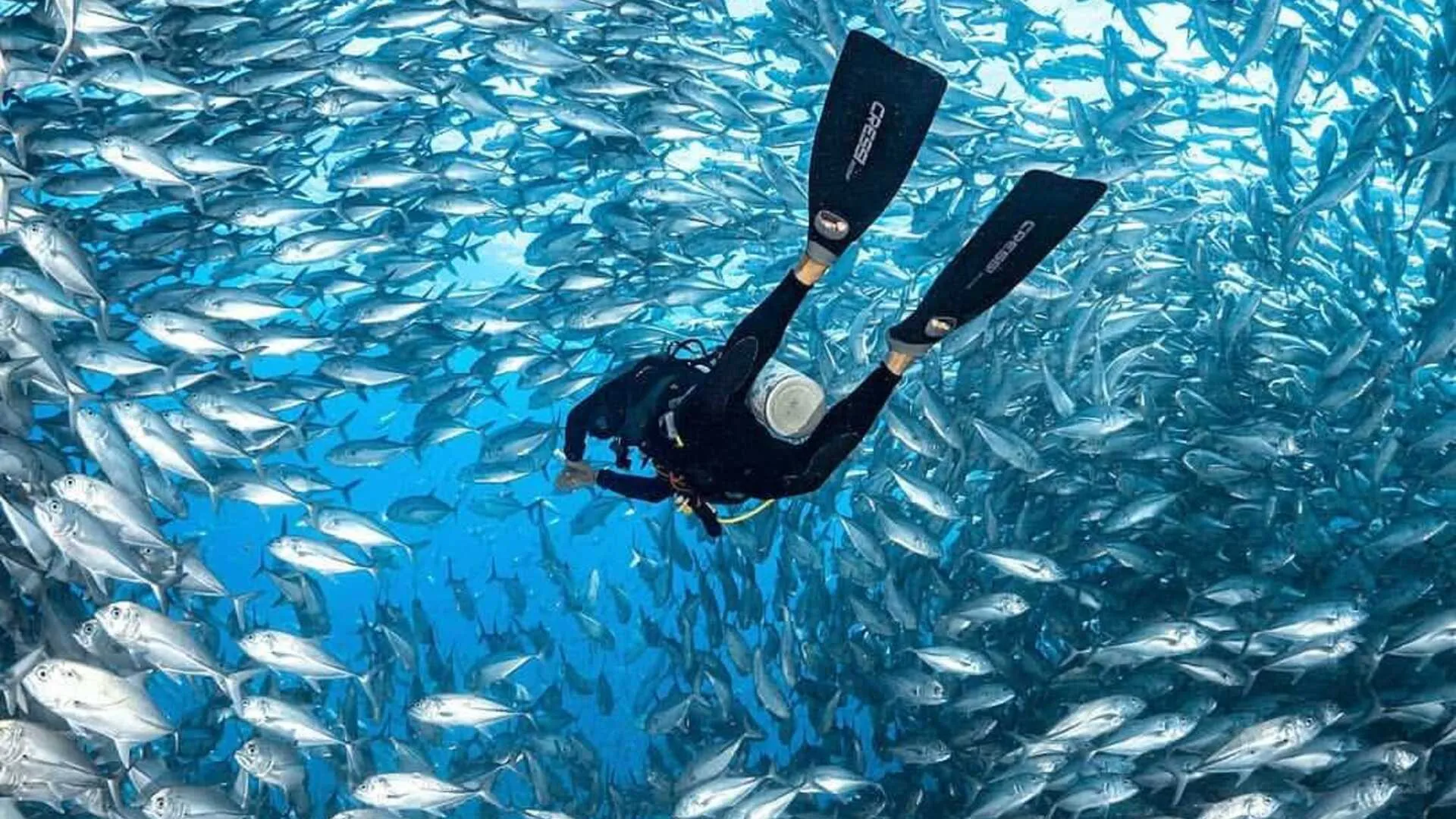 Buceo en Isla Catalina