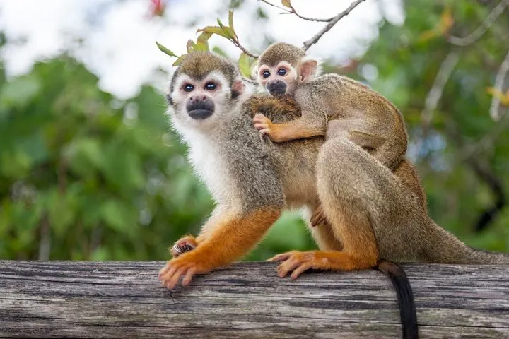 Monkeyland