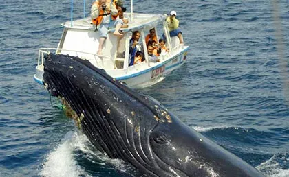Imagen de excursión